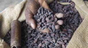 Cocoa beans